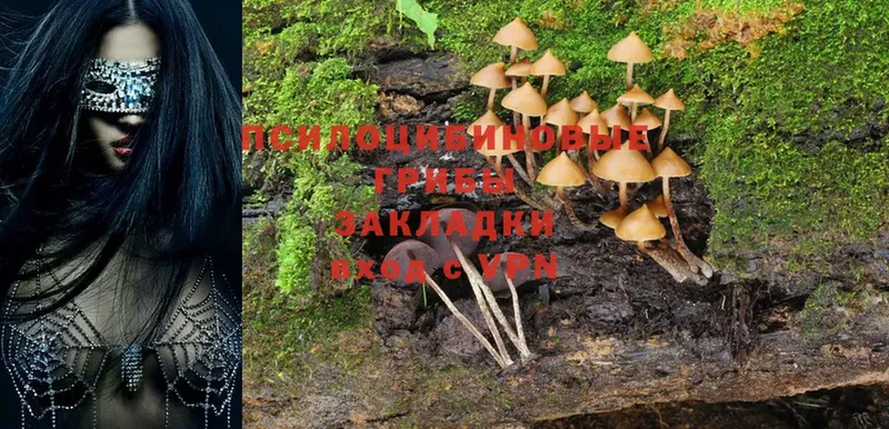 Псилоцибиновые грибы Cubensis  блэк спрут как войти  Каргополь 